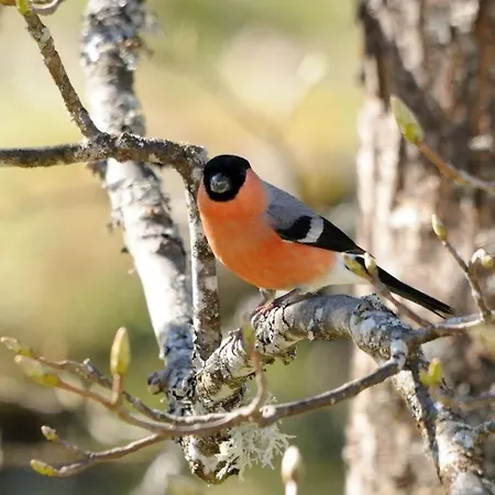 Finkennest アパート