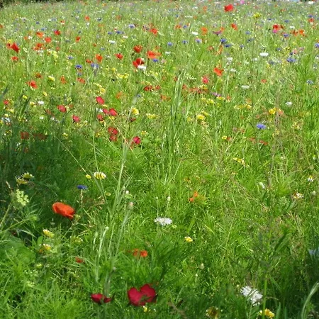 Finkennest アパート *